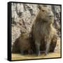 Brazil. A capybara with its young in the Pantanal.-Ralph H. Bendjebar-Framed Stretched Canvas