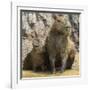 Brazil. A capybara with its young in the Pantanal.-Ralph H. Bendjebar-Framed Photographic Print