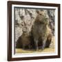 Brazil. A capybara with its young in the Pantanal.-Ralph H. Bendjebar-Framed Photographic Print