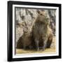 Brazil. A capybara with its young in the Pantanal.-Ralph H. Bendjebar-Framed Photographic Print