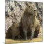 Brazil. A capybara with its young in the Pantanal.-Ralph H. Bendjebar-Mounted Photographic Print