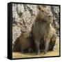 Brazil. A capybara with its young in the Pantanal.-Ralph H. Bendjebar-Framed Stretched Canvas