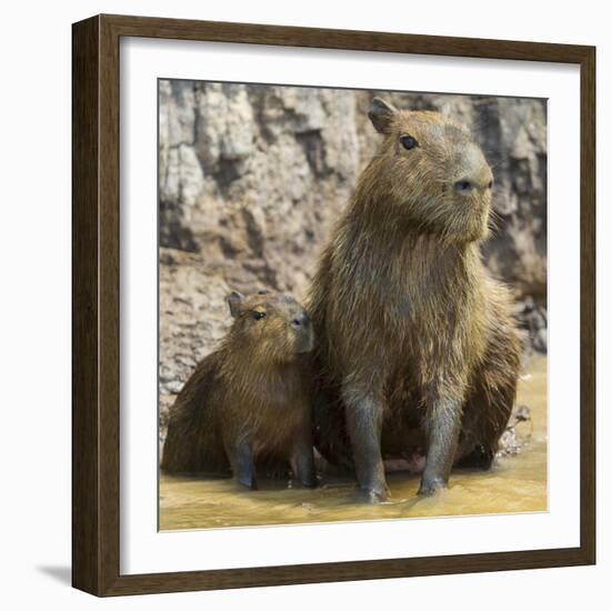 Brazil. A capybara with its young in the Pantanal.-Ralph H. Bendjebar-Framed Photographic Print