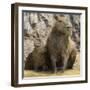 Brazil. A capybara with its young in the Pantanal.-Ralph H. Bendjebar-Framed Photographic Print