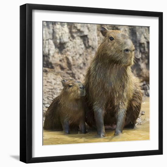 Brazil. A capybara with its young in the Pantanal.-Ralph H. Bendjebar-Framed Photographic Print