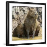 Brazil. A capybara with its young in the Pantanal.-Ralph H. Bendjebar-Framed Photographic Print