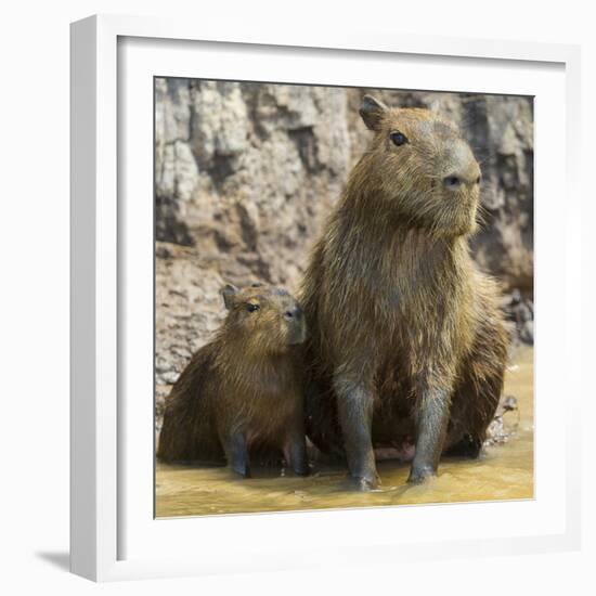 Brazil. A capybara with its young in the Pantanal.-Ralph H. Bendjebar-Framed Photographic Print
