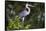 Brazil. A cocoi heron in the Pantanal.-Ralph H. Bendjebar-Framed Stretched Canvas