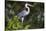 Brazil. A cocoi heron in the Pantanal.-Ralph H. Bendjebar-Stretched Canvas