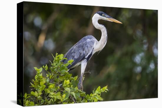 Brazil. A cocoi heron in the Pantanal.-Ralph H. Bendjebar-Stretched Canvas