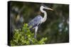 Brazil. A cocoi heron in the Pantanal.-Ralph H. Bendjebar-Stretched Canvas