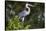 Brazil. A cocoi heron in the Pantanal.-Ralph H. Bendjebar-Stretched Canvas