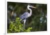 Brazil. A cocoi heron in the Pantanal.-Ralph H. Bendjebar-Framed Photographic Print