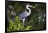 Brazil. A cocoi heron in the Pantanal.-Ralph H. Bendjebar-Framed Photographic Print