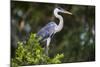 Brazil. A cocoi heron in the Pantanal.-Ralph H. Bendjebar-Mounted Photographic Print