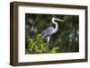 Brazil. A cocoi heron in the Pantanal.-Ralph H. Bendjebar-Framed Photographic Print