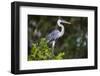 Brazil. A cocoi heron in the Pantanal.-Ralph H. Bendjebar-Framed Photographic Print