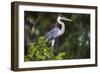 Brazil. A cocoi heron in the Pantanal.-Ralph H. Bendjebar-Framed Photographic Print