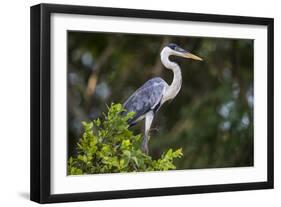 Brazil. A cocoi heron in the Pantanal.-Ralph H. Bendjebar-Framed Photographic Print