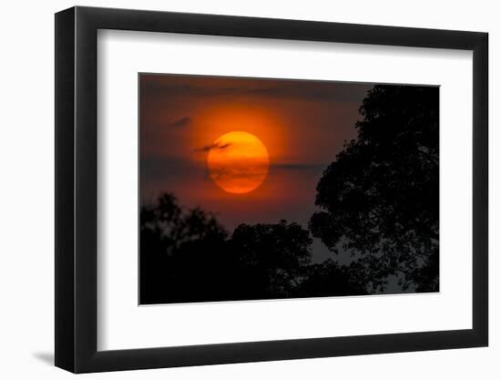 Brazil. A colorful orange sunset in the Pantanal.-Ralph H. Bendjebar-Framed Photographic Print