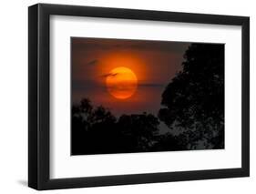 Brazil. A colorful orange sunset in the Pantanal.-Ralph H. Bendjebar-Framed Photographic Print