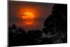 Brazil. A colorful orange sunset in the Pantanal.-Ralph H. Bendjebar-Mounted Photographic Print