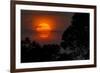 Brazil. A colorful orange sunset in the Pantanal.-Ralph H. Bendjebar-Framed Photographic Print