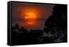 Brazil. A colorful orange sunset in the Pantanal.-Ralph H. Bendjebar-Framed Stretched Canvas