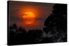 Brazil. A colorful orange sunset in the Pantanal.-Ralph H. Bendjebar-Stretched Canvas