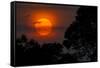 Brazil. A colorful orange sunset in the Pantanal.-Ralph H. Bendjebar-Framed Stretched Canvas