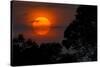 Brazil. A colorful orange sunset in the Pantanal.-Ralph H. Bendjebar-Stretched Canvas