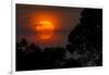 Brazil. A colorful orange sunset in the Pantanal.-Ralph H. Bendjebar-Framed Photographic Print