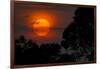 Brazil. A colorful orange sunset in the Pantanal.-Ralph H. Bendjebar-Framed Photographic Print