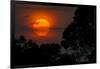 Brazil. A colorful orange sunset in the Pantanal.-Ralph H. Bendjebar-Framed Photographic Print