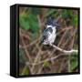 Brazil. A female Amazon kingfisher in the Pantanal.-Ralph H. Bendjebar-Framed Stretched Canvas