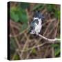 Brazil. A female Amazon kingfisher in the Pantanal.-Ralph H. Bendjebar-Stretched Canvas