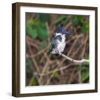 Brazil. A female Amazon kingfisher in the Pantanal.-Ralph H. Bendjebar-Framed Photographic Print