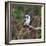 Brazil. A female Amazon kingfisher in the Pantanal.-Ralph H. Bendjebar-Framed Photographic Print