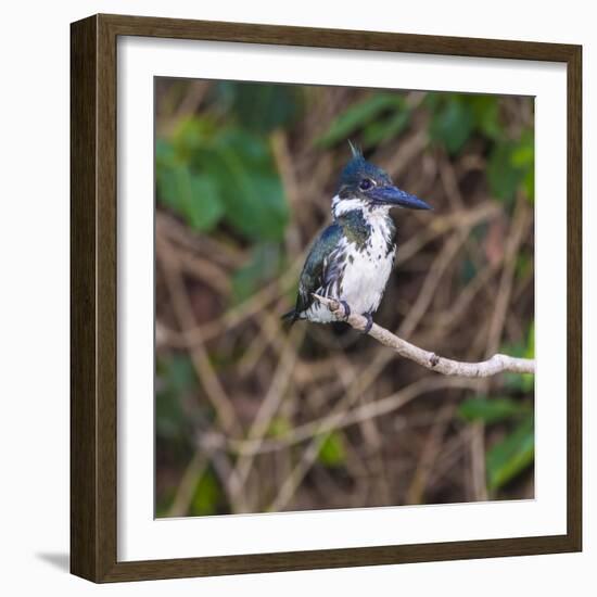 Brazil. A female Amazon kingfisher in the Pantanal.-Ralph H. Bendjebar-Framed Photographic Print