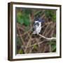Brazil. A female Amazon kingfisher in the Pantanal.-Ralph H. Bendjebar-Framed Photographic Print