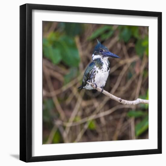 Brazil. A female Amazon kingfisher in the Pantanal.-Ralph H. Bendjebar-Framed Photographic Print