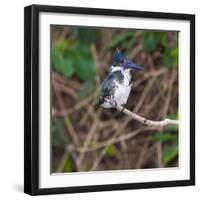 Brazil. A female Amazon kingfisher in the Pantanal.-Ralph H. Bendjebar-Framed Photographic Print