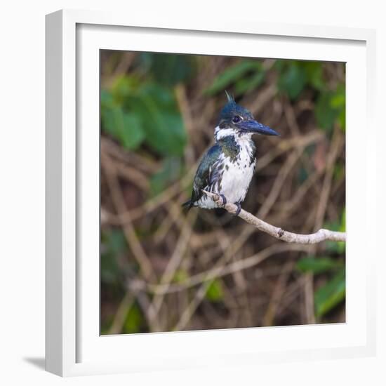 Brazil. A female Amazon kingfisher in the Pantanal.-Ralph H. Bendjebar-Framed Photographic Print