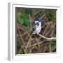 Brazil. A female Amazon kingfisher in the Pantanal.-Ralph H. Bendjebar-Framed Photographic Print