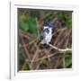 Brazil. A female Amazon kingfisher in the Pantanal.-Ralph H. Bendjebar-Framed Photographic Print