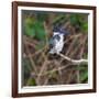 Brazil. A female Amazon kingfisher in the Pantanal.-Ralph H. Bendjebar-Framed Photographic Print