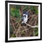 Brazil. A female Amazon kingfisher in the Pantanal.-Ralph H. Bendjebar-Framed Photographic Print