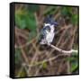 Brazil. A female Amazon kingfisher in the Pantanal.-Ralph H. Bendjebar-Framed Stretched Canvas