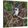 Brazil. A female Amazon kingfisher in the Pantanal.-Ralph H. Bendjebar-Stretched Canvas