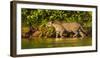 Brazil. A female jaguar hunting along the banks of a river in the Pantanal-Ralph H. Bendjebar-Framed Premium Photographic Print